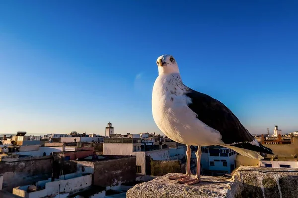 Gaviota Techo Ciudad — Foto de Stock