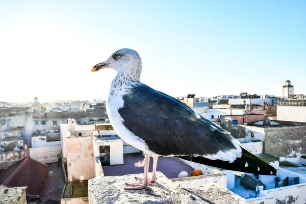 Gabbiano Sul Tetto Della Città — Foto Stock