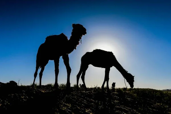 Силуети Верблюдів Заході Сонця — стокове фото