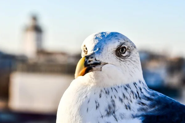 Seagull Roof City — Stock Photo, Image