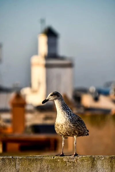 Seagull Pier City Venice Italy — Stock Photo, Image