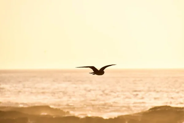 Möwe Fliegt Meer — Stockfoto