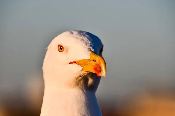 Seagull Beach — Stock Photo, Image