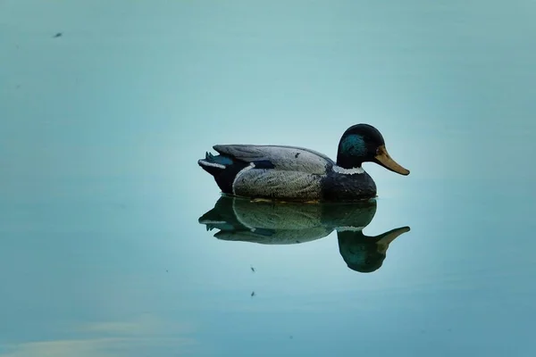 Beau Canard Nageant Sur Lac — Photo