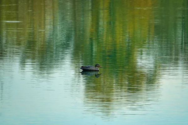 Ein Schöner Blick Auf Einen Vogel See — Stockfoto