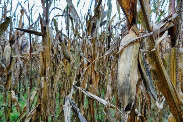 Dry Corn Field Countryside — Stock Photo, Image