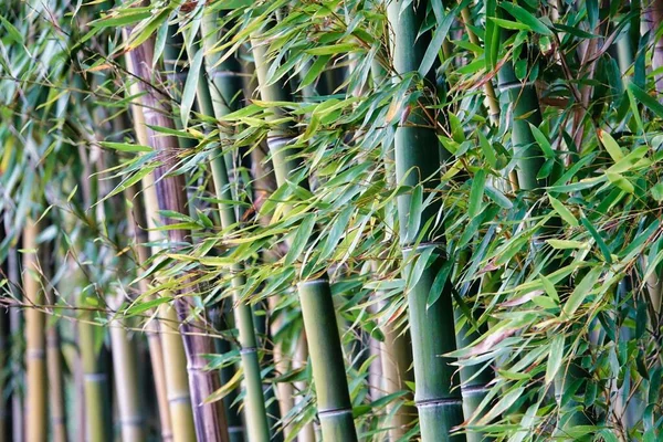 Árboles Bambú Con Hojas Verdes — Foto de Stock