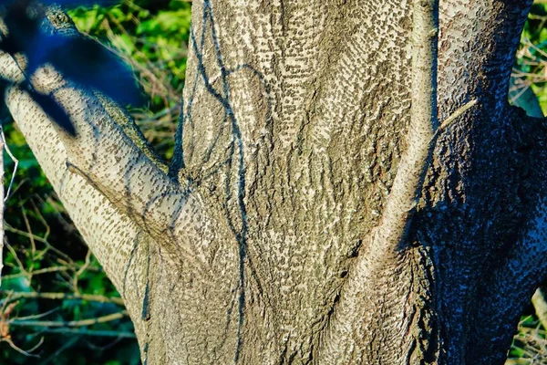 Tree Trunk Forest — Stock Photo, Image