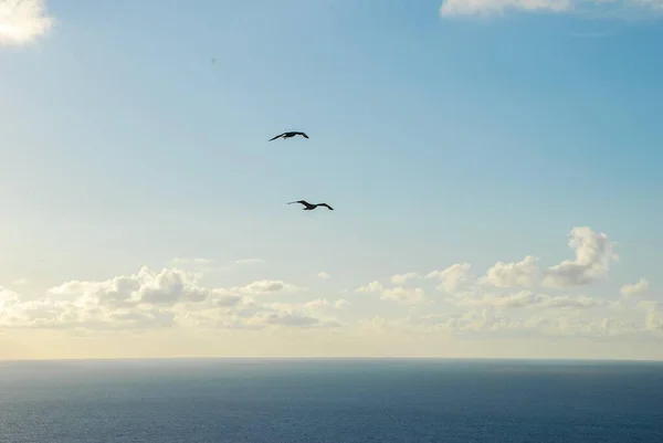 Möwen Fliegen Über Das Meer — Stockfoto