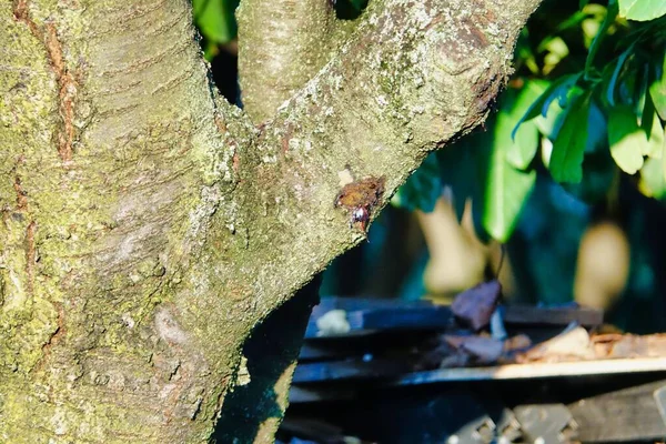 Tree Trunk Green Leaves — Stock Photo, Image