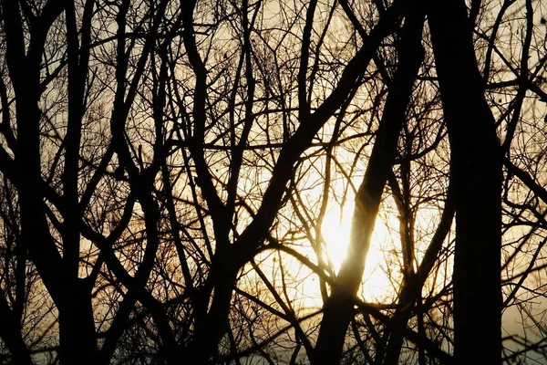 Schöner Sonnenuntergang Wald — Stockfoto