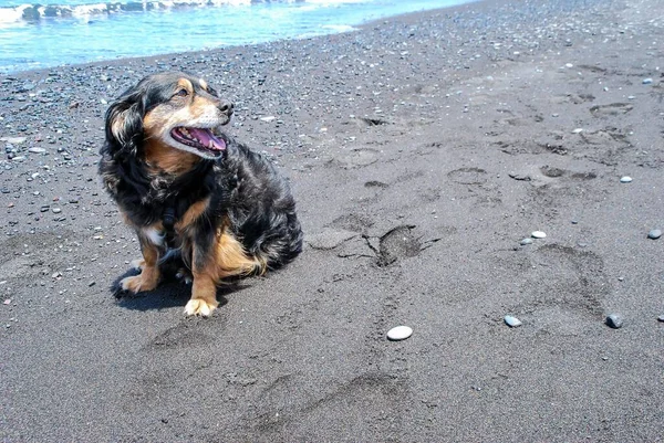 Собака Пляжі — стокове фото