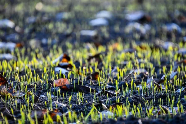 Grünes Gras Garten — Stockfoto