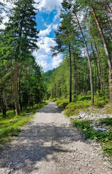 Route Dans Forêt — Photo