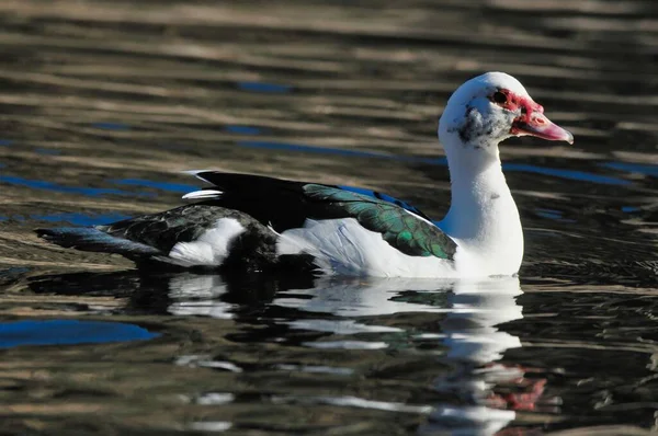 Blick Auf Wasser Schwimmende Enten — Stockfoto