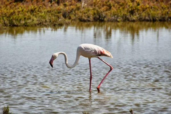 Primer Plano Flamenco Rosa Pie Lago — Foto de Stock