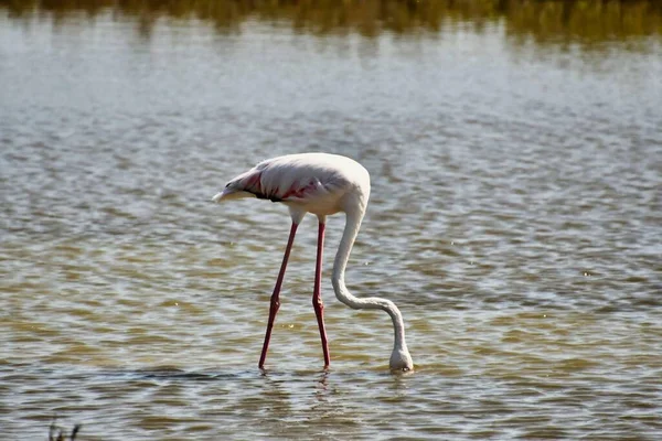 Zbliżenie Ujęcie Pięknego Różowego Flamingo — Zdjęcie stockowe