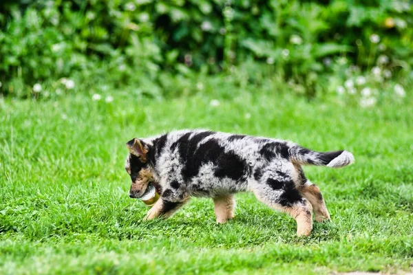 Melihat Anjing Lucu Taman — Stok Foto