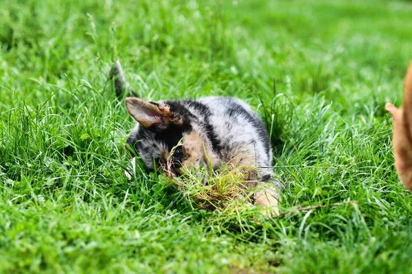 公園の可愛い犬の眺め — ストック写真