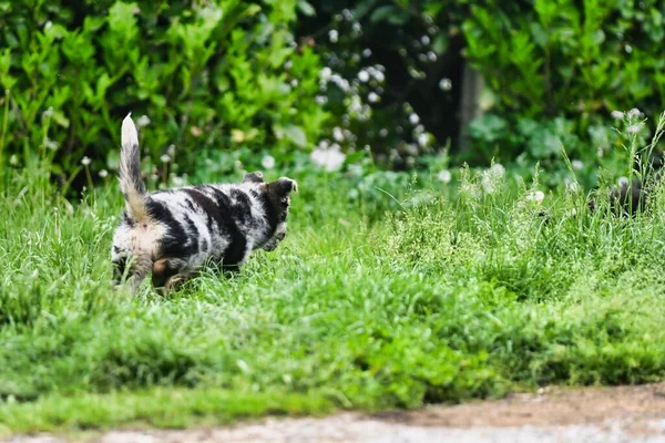 Вид Симпатичной Собаки Парке — стоковое фото