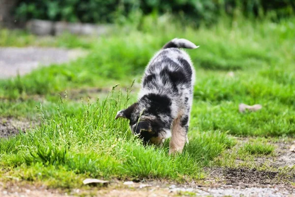 Uitzicht Schattige Hond Het Park — Stockfoto