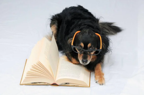 白い背景の本を持つかわいい犬 — ストック写真