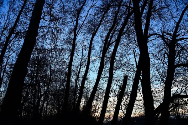 Krásný Výhled Les Při Západu Slunce — Stock fotografie