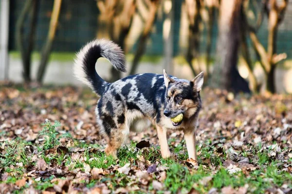 Вид Милий Собаку Парку — стокове фото