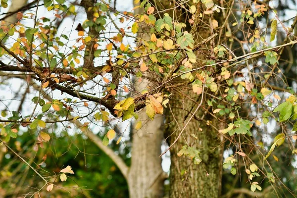 Autumn Leaves Fall Season Flora — Stock Photo, Image