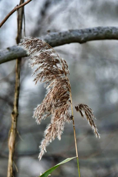 Ormanda Kuru Otlar — Stok fotoğraf