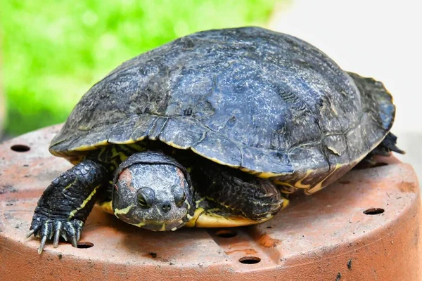 Крупным Планом Вид Черепахи Концепция Фауны — стоковое фото