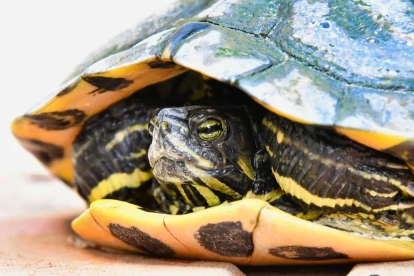 Närbild Sköldpadda Fauna Koncept — Stockfoto