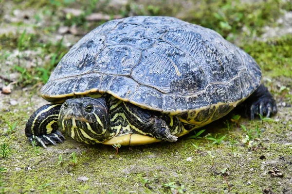 Vue Tortue Sur Sol — Photo