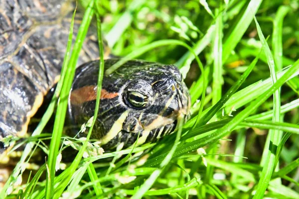 Close Turtle Grass — Stock Photo, Image