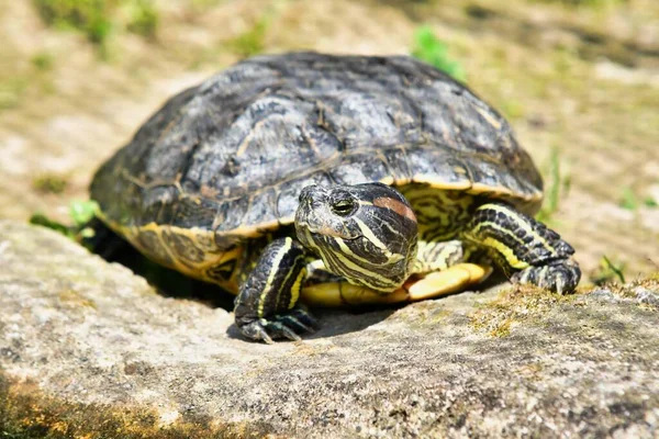 View Turtle Ground — стоковое фото