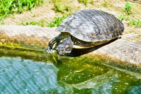 Черепаха Воде Вид Вблизи — стоковое фото
