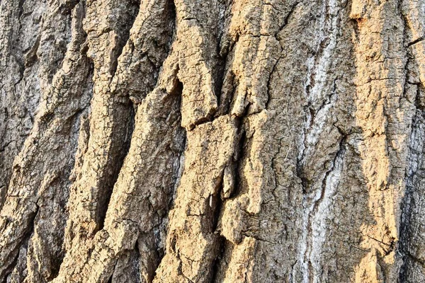 Close View Tree Bark — Stock Photo, Image