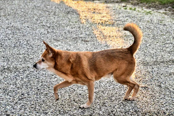 Köpek Parkta Yürüyor — Stok fotoğraf