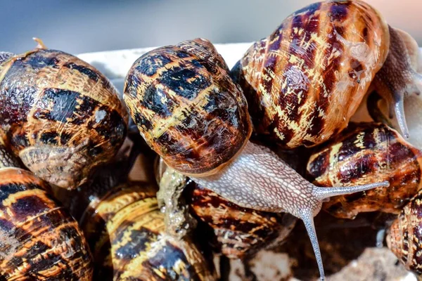 Caracóis Fundo Branco — Fotografia de Stock