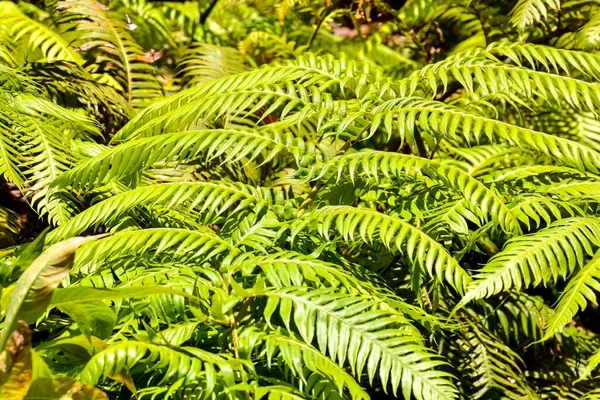 Зеленые Листья Папоротника Лесу — стоковое фото