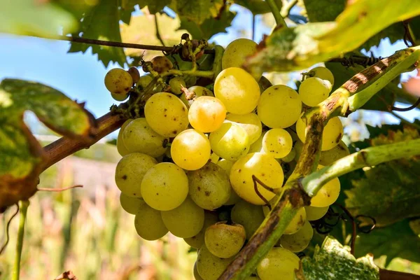 Uvas Vinha — Fotografia de Stock