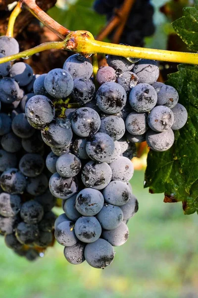 Uvas Vinha — Fotografia de Stock