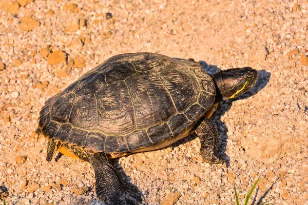 Żółw Piasku — Zdjęcie stockowe