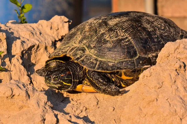 Черепаха Земле — стоковое фото