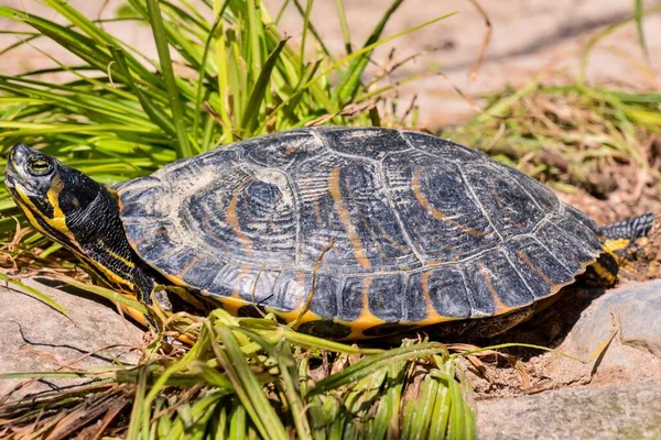 Kaplumbağa Çimlerde — Stok fotoğraf