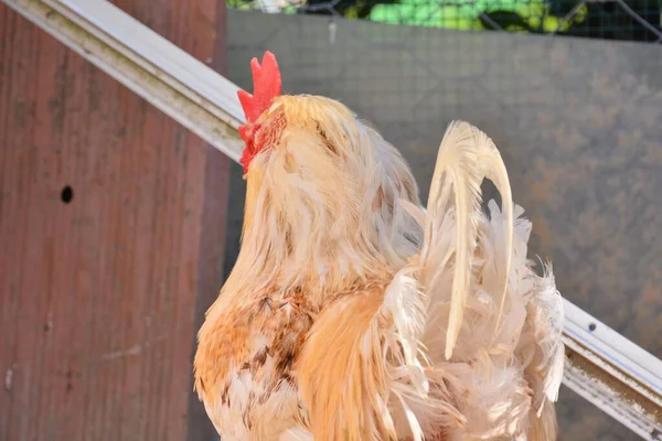 Kyckling Gården — Stockfoto