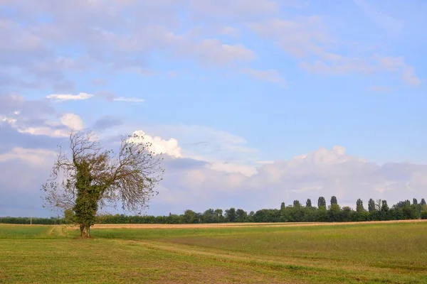 Piękny Krajobraz Drzewem Polem — Zdjęcie stockowe