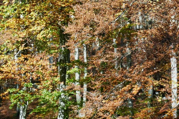 Прекрасний Вид Осінній Ліс — стокове фото