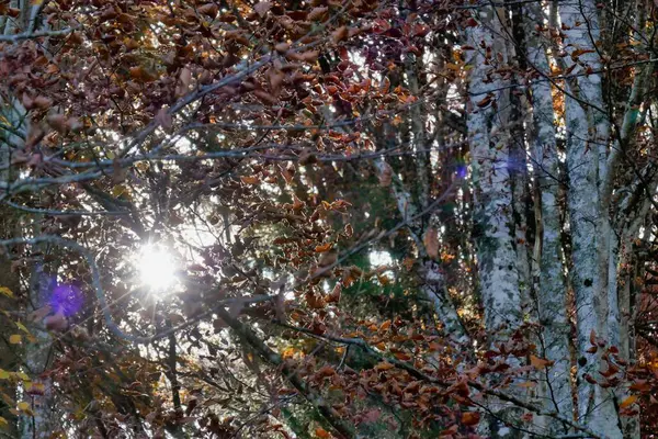 Bela Vista Floresta Outono — Fotografia de Stock