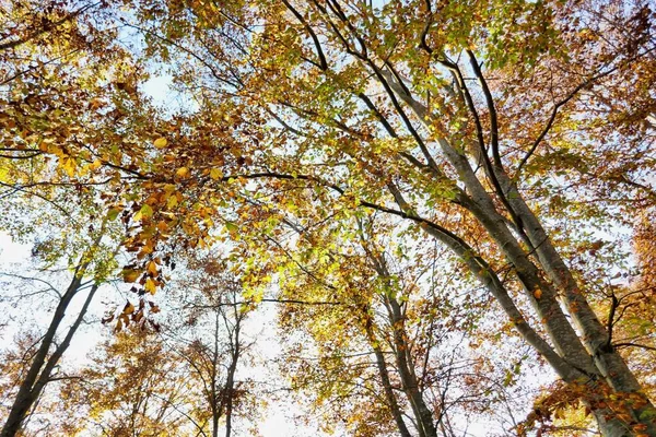 Krásný Výhled Podzimní Les — Stock fotografie